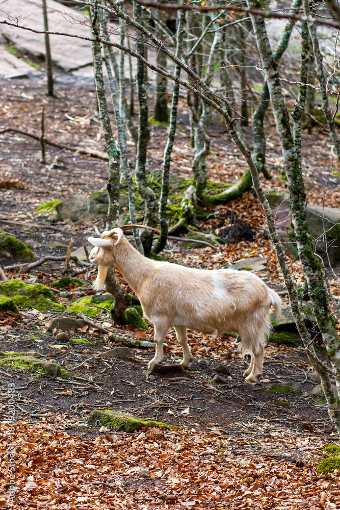 Naklejka premium Golden goat grazing in an autumn forest surrounded by colorful leaves and trees