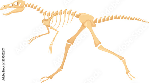 Dinosaur skeleton fossil bones structure on white