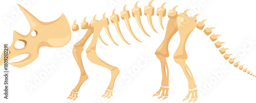 Triceratops dinosaur skeleton illustrating prehistoric life and paleontology