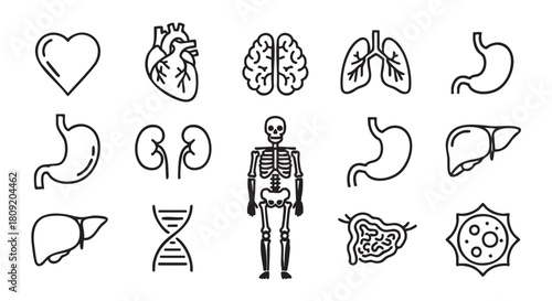 Human internal organs minimalist line art icons vector illustration set