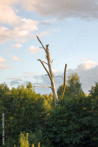 Fototapeta Naklejka Na Ścianę i Meble -  Suche martwe drzewo w pięknym oświetleniu zachodzącego słońca.	
