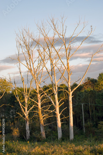 Fototapeta Naklejka Na Ścianę i Meble -  Suche konary drzew w pięknym oświetleniu zachodzącego słońca.