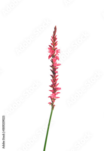 Kerzenknöterich (Bistorta amplexicaulis)