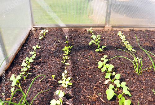 Jungpflanzen in Frühbeet