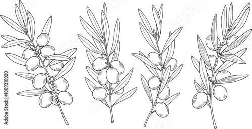 Hand drawn olive branch set, black and white floral sketch, botanical illustration, organic food fruit, vector leaf design element, nature.