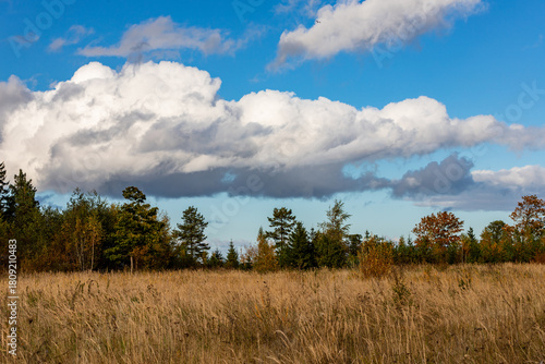 Autumn meadow landscape with dramatic clouds. Tall dry grass and colorful trees under a dramatic cloudy sky, peaceful rural nature scenery in fall season.
