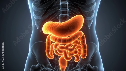 Wallpaper Mural Anatomical Illustration of Human Digestive System Illuminated Against A Dark Blue Background Torontodigital.ca