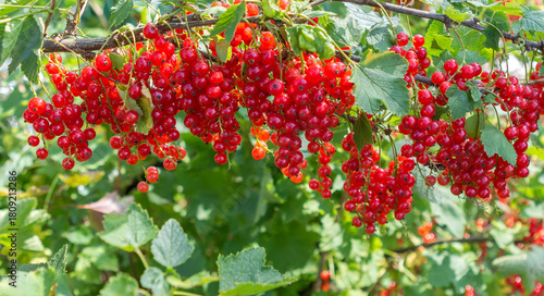 Currant berry. Ripe redcurrant berries on a bush.