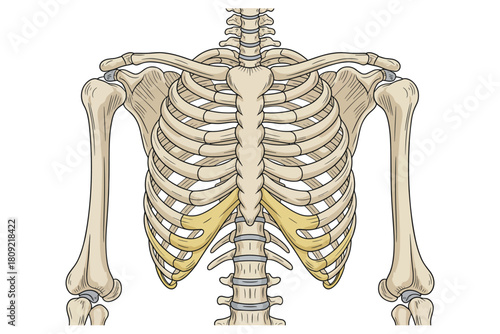 Anatomical illustration of the human rib cage and clavicle bones