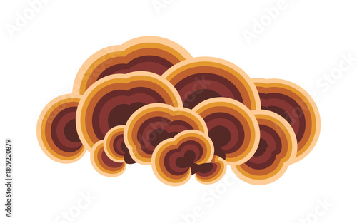 Colorful layered shelf fungus illustration, natural brown and orange earthy tones