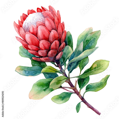 Protea Flower, watercolor painting vector, isolated on a white background.