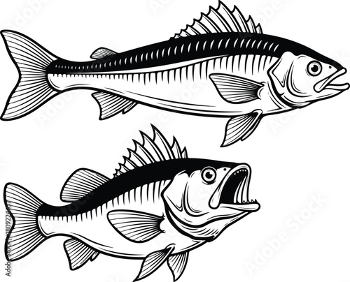 Detailed black and white illustration of two different fish species swimming 1.