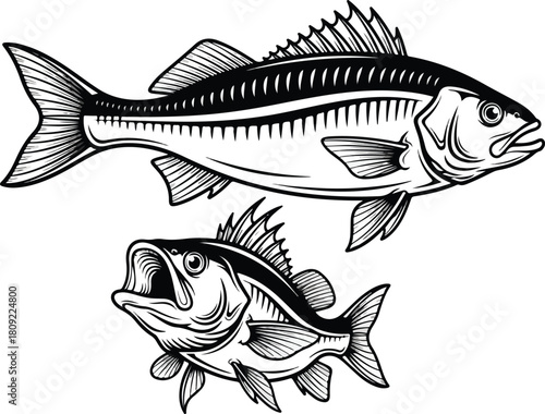 Detailed black and white illustration of two different fish species.
