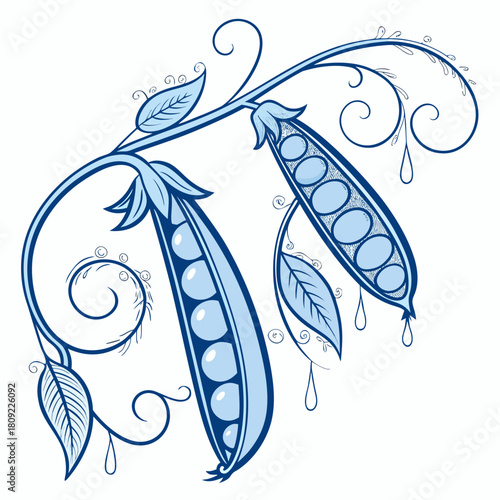 Elegant pea pod vector illustration isolated on graceful pea plant with tendrils, leaves, and water droplets in a delicate blue hue, perfect for botanical designs