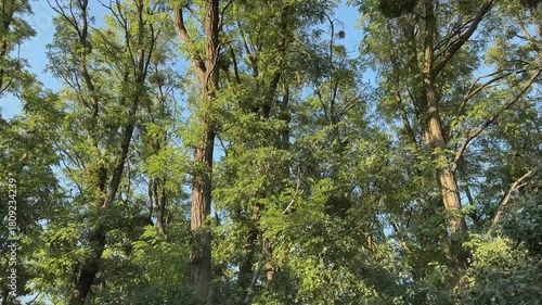 Tops of old black locust trees against the clear sky