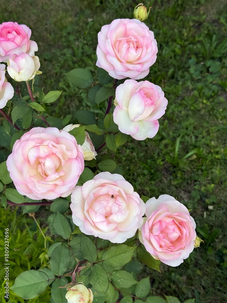 Obraz premium The Eden Rose (also known as Pierre de Ronsard) is a famous climbing rose celebrated for its large, romantic, old-fashioned blooms with a delicate blend of pink, cream, and soft green hues.