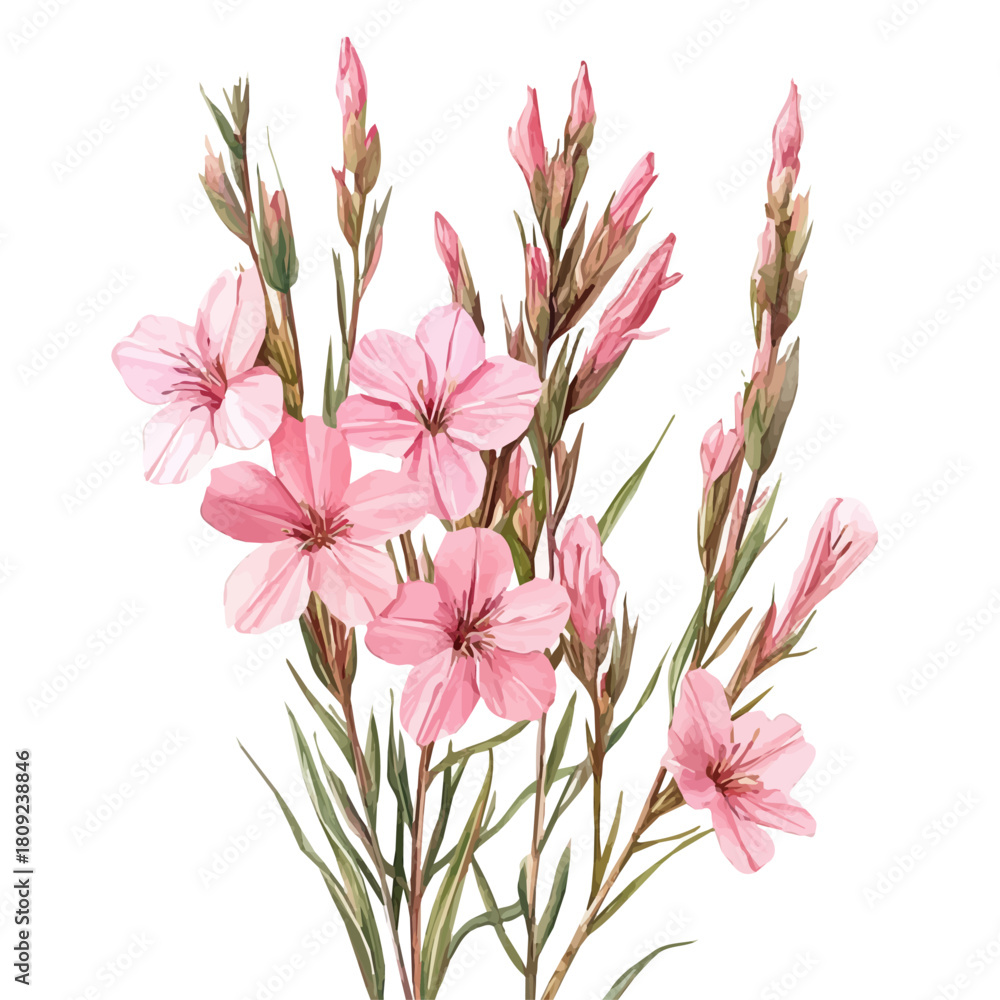Naklejka premium watercolor of Gaura Flower, vector, isolated on a white background.