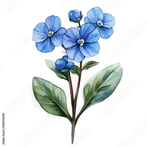 Forget-Me-Not Flower, watercolor illustration vector, isolated on a white background.