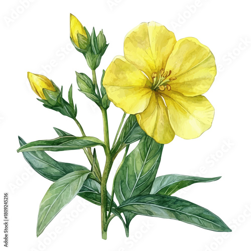 Evening Primrose Flower, watercolor vector, isolated on a white background.