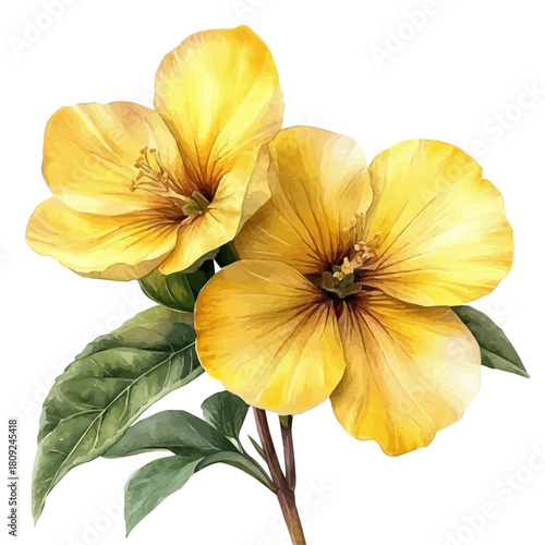 Evening Primrose Flower, watercolor drawing vector, isolated on a white background.