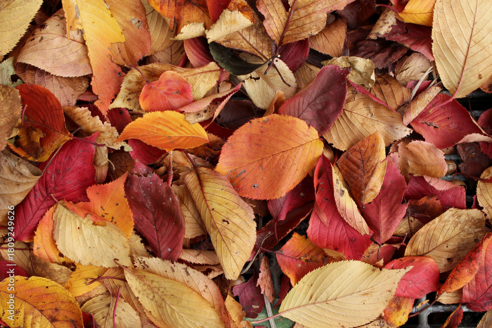 Obraz premium Close up of colorful fallen leaves on the metal wrought iron grating in autumn. Pile of dead leaves background. 