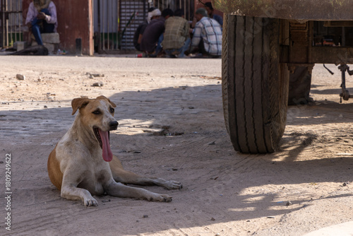Ein indischer Straßenhund liegt am Boden im Schatten und hechelt mit heraushängender Zunge
