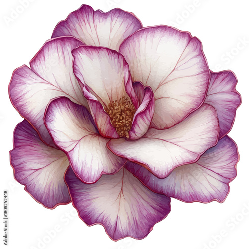 Desert Rose Flower, watercolor painting vector, isolated on a white background.