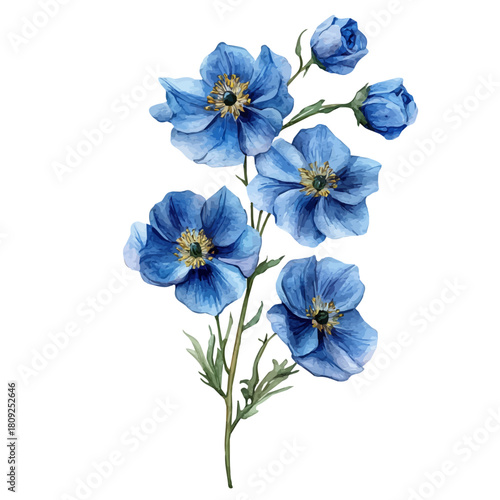 Delphinium Flower, watercolor vector, isolated on a white background.