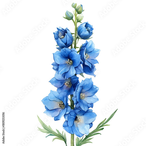 Delphinium Flower, watercolor vector, isolated on a white background.