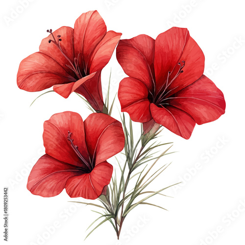 watercolor vector of Cypress Vine Flower, isolated on a white background.