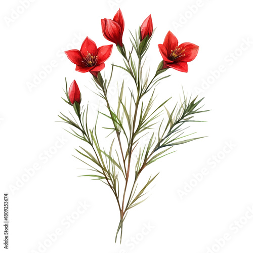 Cypress Vine Flower, watercolor vector, isolated on a white background.