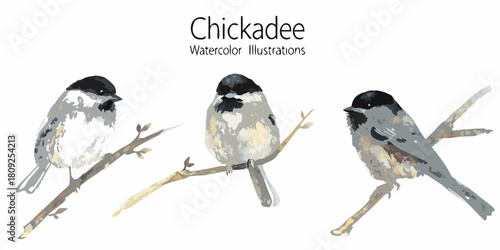 Watercolor illustration of three chickadees perched on branches