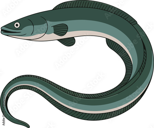 European eel vector illustration with long slender body and dark green coloration isolated on black background