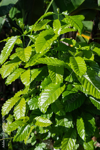 green leaves of a coffee tree