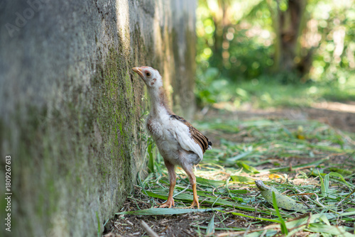 A chick looking for food