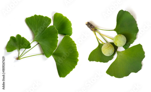 Ginkgo Leaves and Fruit Arrangement With Bright Green Foliage On White Backgr...