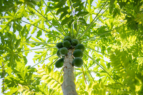 Young green papaya on a tree