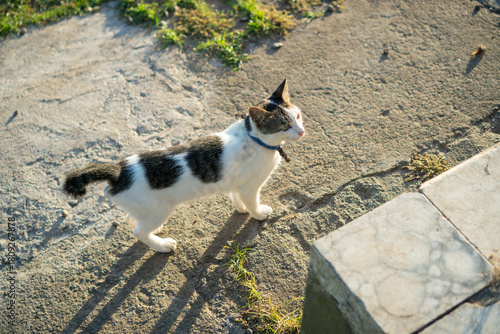 Black & white cat in the morning sunshine