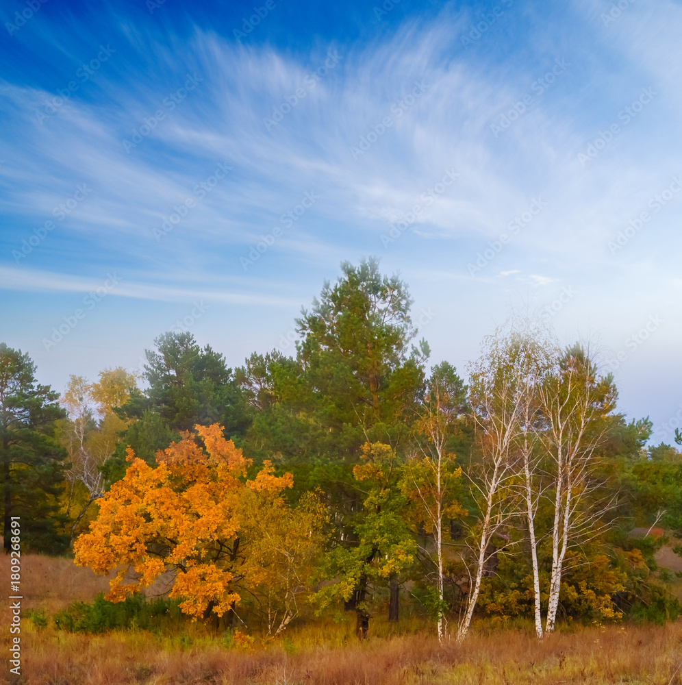 Naklejka premium small grove among prairies under blue sky, outdoor scene at the bright autumn day