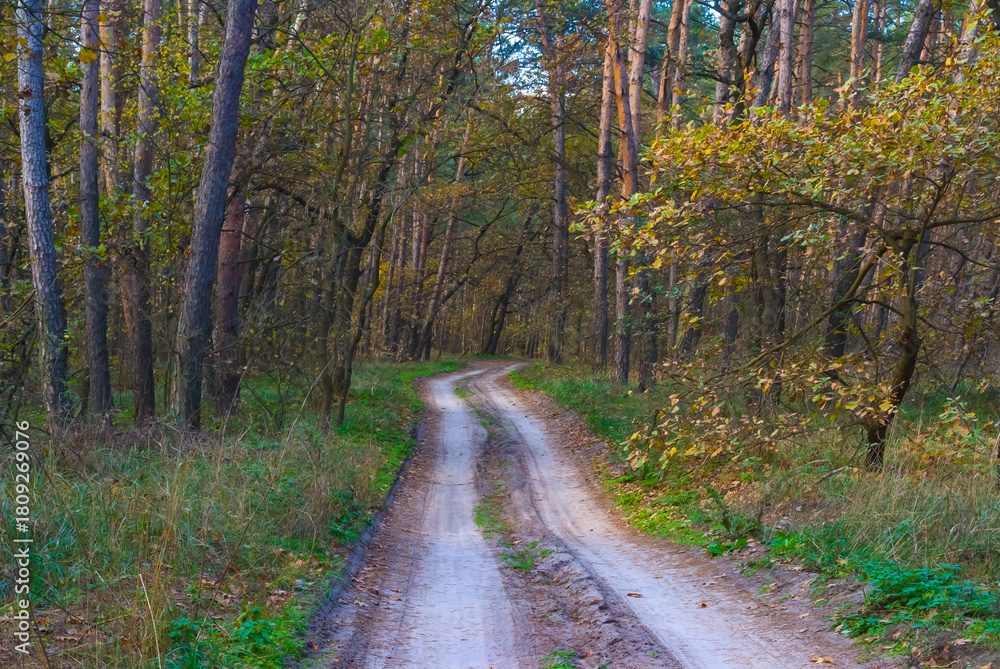 Naklejka premium ground road through the autumn forest glade