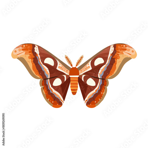 A minimalist design Simple flat 2D icon atlas moth isolated on a transparent background, vector, flat design, animation design, simple flat 2D icon, clipart, illustration