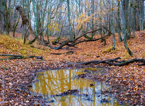 cmall puddle with mud in the autumn forest covered by red dry leaves