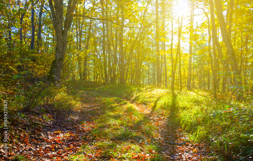 Obraz premium autumn forest glade covered by red dry leaves in light of sparkle sun