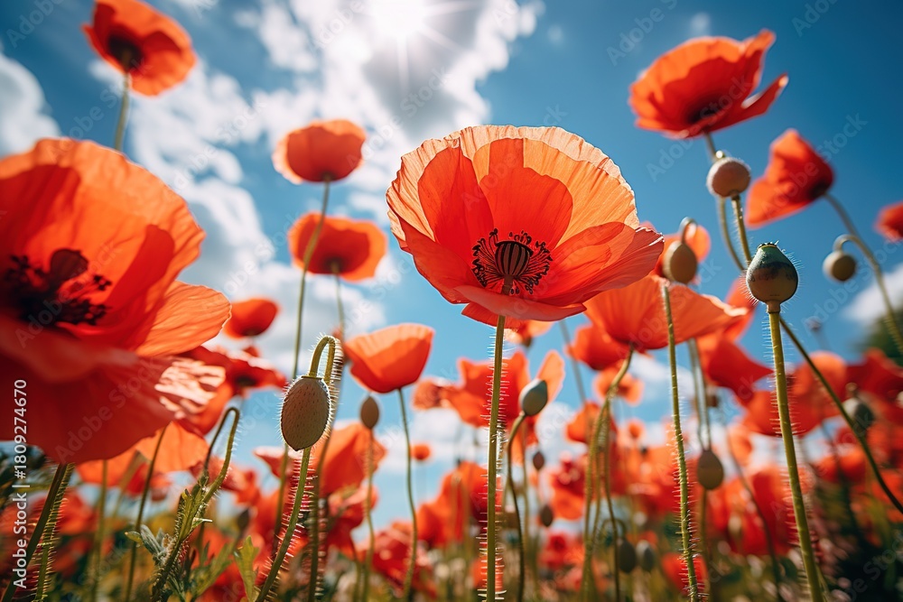 Fototapeta premium bottom view field of red poppies flowers with a blue sky in background