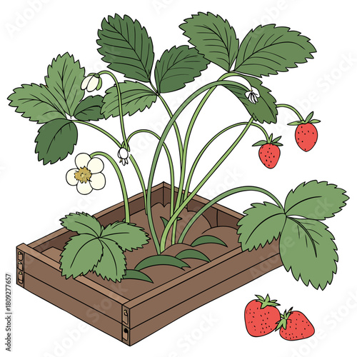 Vector garden isolated on a white background. Illustration of mature growing strawberries in the garden on the bed. Strawberry icon on the garden bed for gardening or farm.