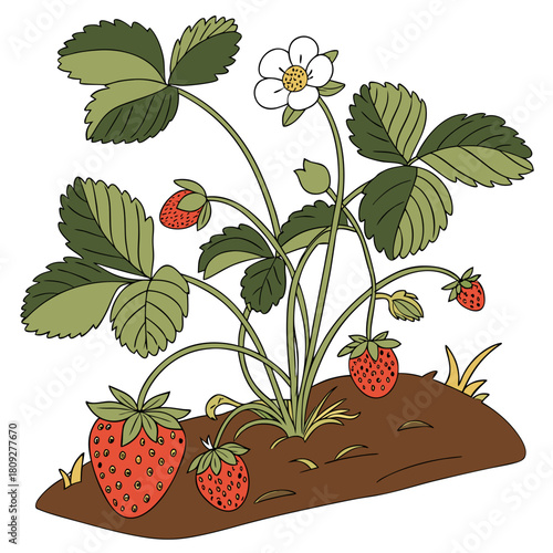 Vector garden isolated on a white background. Illustration of mature growing strawberries in the garden on the bed. Strawberry icon on the garden bed for gardening or farm.