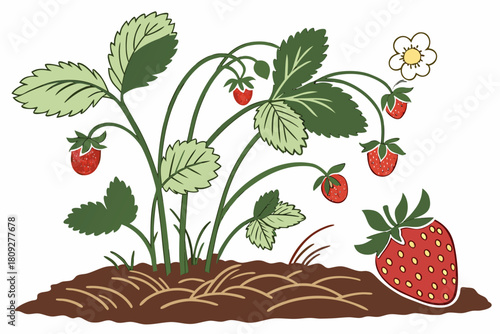 Vector garden isolated on a white background. Illustration of mature growing strawberries in the garden on the bed. Strawberry icon on the garden bed for gardening or farm.