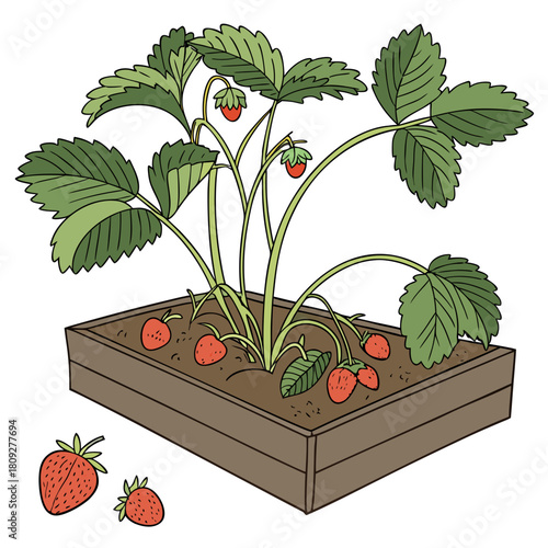 Vector garden isolated on a white background. Illustration of mature growing strawberries in the garden on the bed. Strawberry icon on the garden bed for gardening or farm.