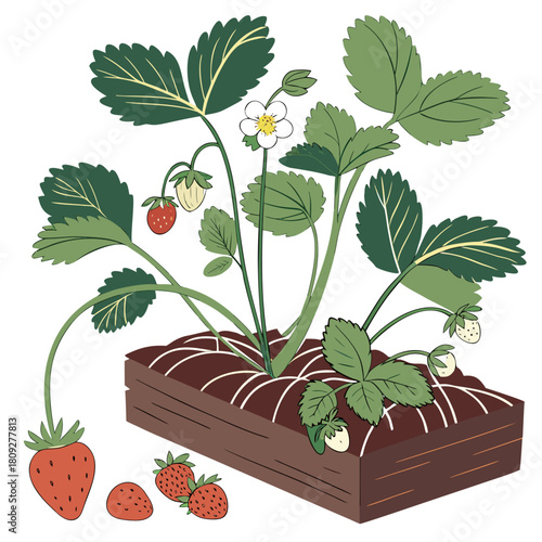 Vector garden isolated on a white background. Illustration of mature growing strawberries in the garden on the bed. Strawberry icon on the garden bed for gardening or farm.