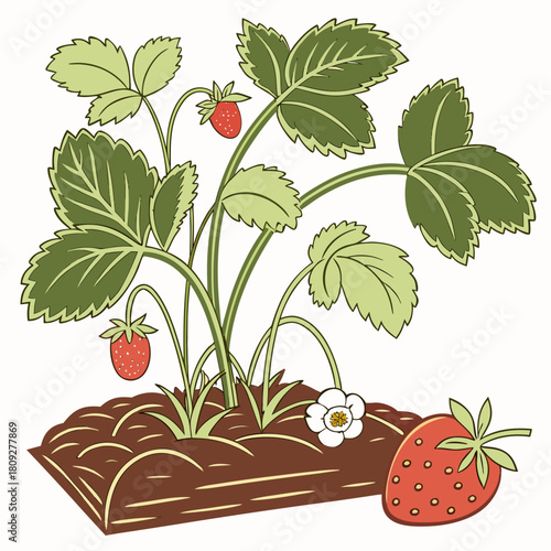 Vector garden isolated on a white background. Illustration of mature growing strawberries in the garden on the bed. Strawberry icon on the garden bed for gardening or farm.
